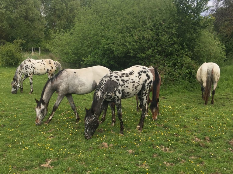 Appaloosa Yegua 1 año Atigrado/Moteado in Velka Bites