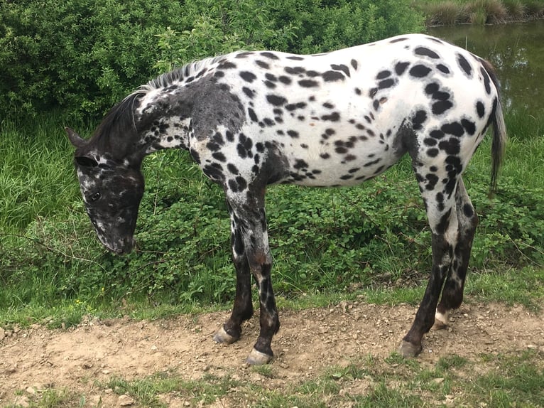 Appaloosa Yegua 1 año Atigrado/Moteado in Velka Bites
