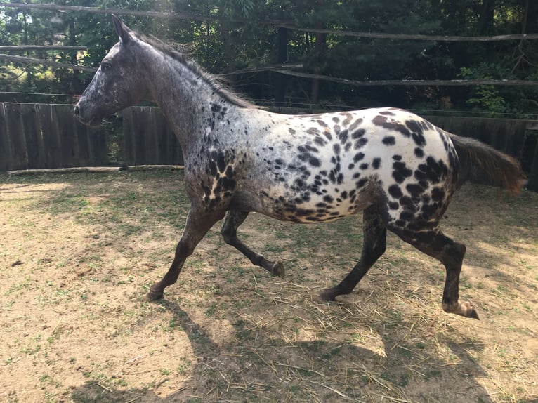 Appaloosa Yegua 1 año  in Bites
