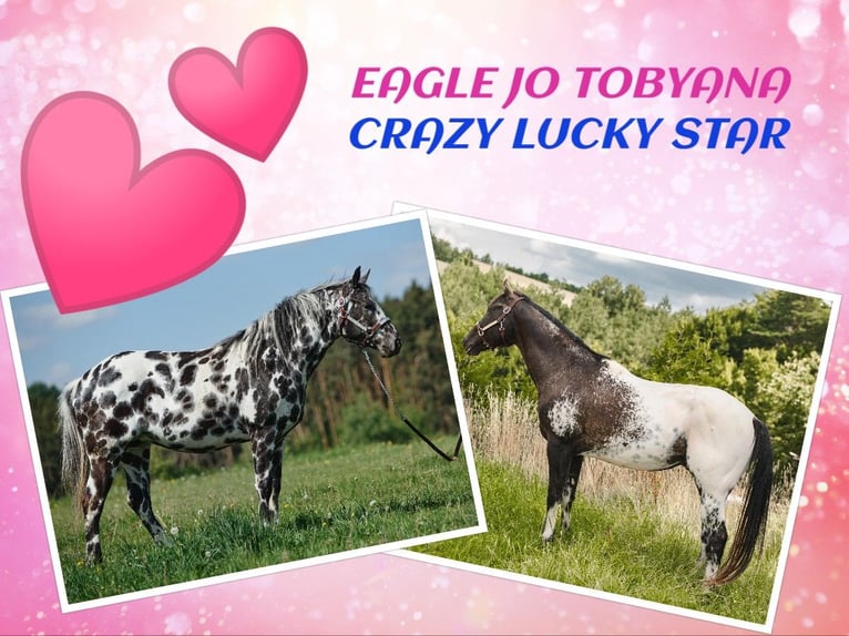 Appaloosa Yegua 1 año  in Bites