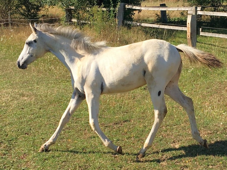 Appaloosa Yegua 1 año in Tisnov
