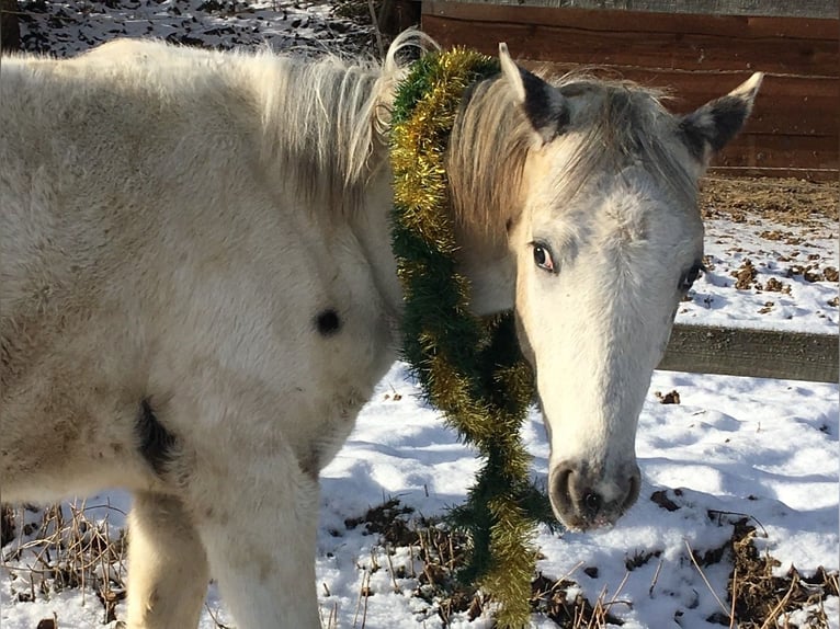 Appaloosa Yegua 1 año in Tisnov