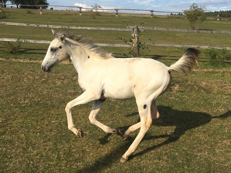 Appaloosa Yegua 1 año in Tisnov