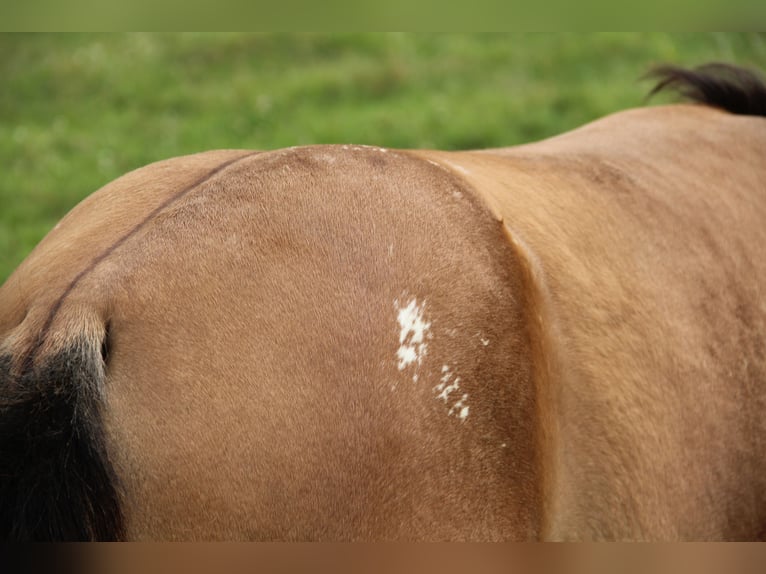 Appaloosa Yegua 1 año Dunalino (Cervuno x Palomino) in Oberbronn