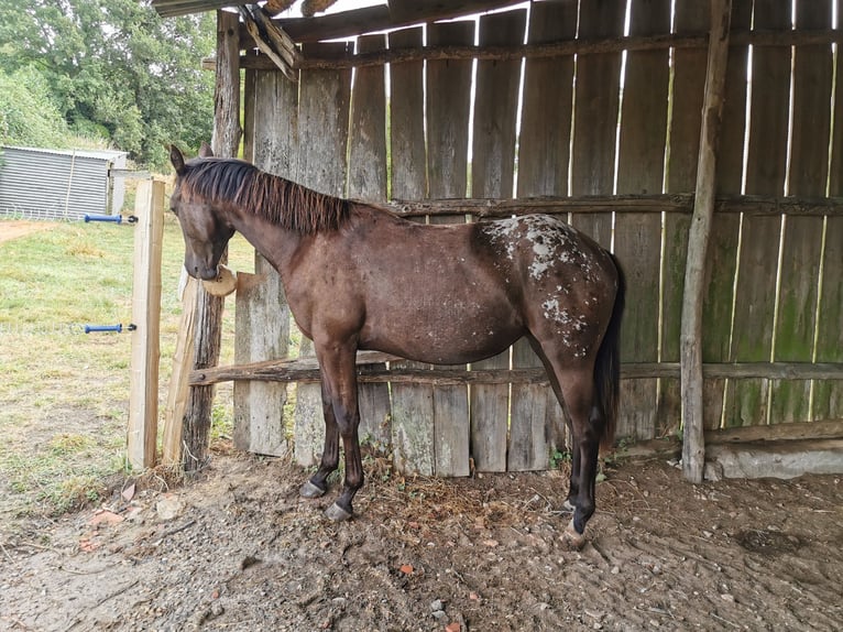 Appaloosa Yegua 1 año Morcillo in La Chapelle-Saint-Laud