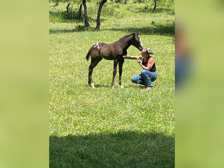 Appaloosa Yegua 1 año Negro in Camarade, Occitania