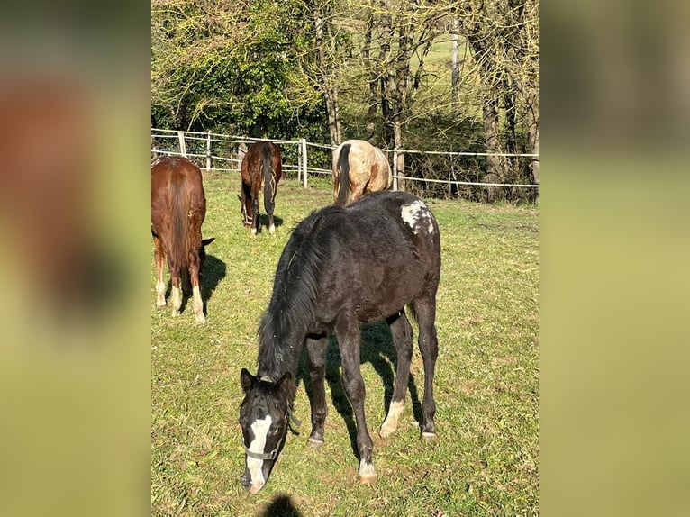 Appaloosa Yegua 1 año Negro in Camarade, Occitania