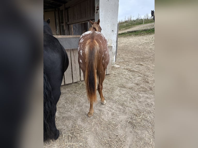 Appaloosa Mestizo Yegua 1 año in M&#xFC;nzbach