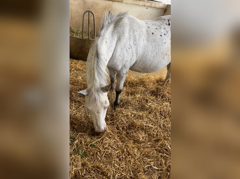 Appaloosa Yegua 27 años 143 cm  in Zell im Wiesental
