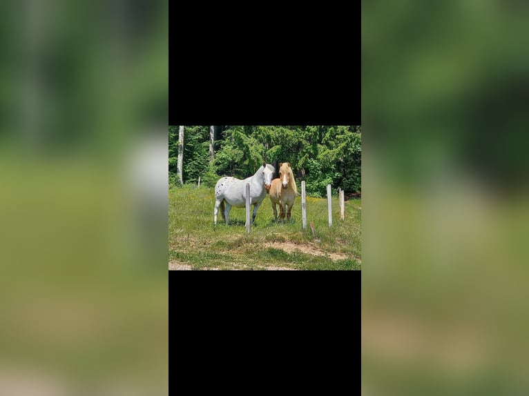 Appaloosa Yegua 27 años 143 cm  in Zell im Wiesental