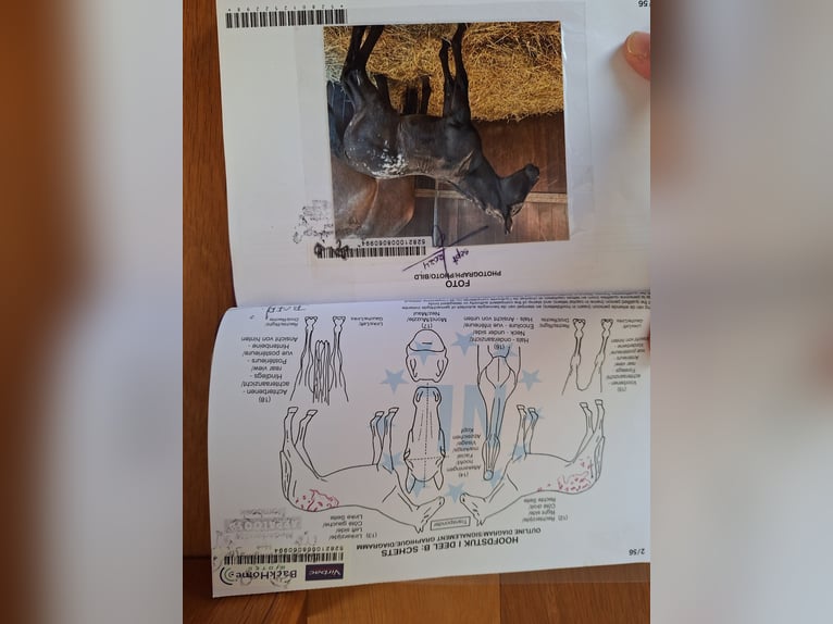 Appaloosa Yegua 2 años 150 cm Atigrado/Moteado in Berlicum