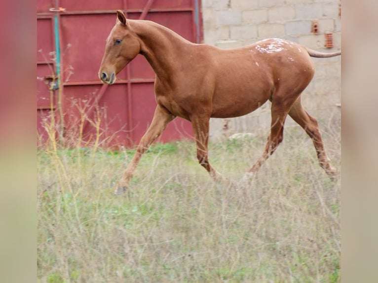 Appaloosa Yegua 2 años 153 cm Alazán in Molina De Segura