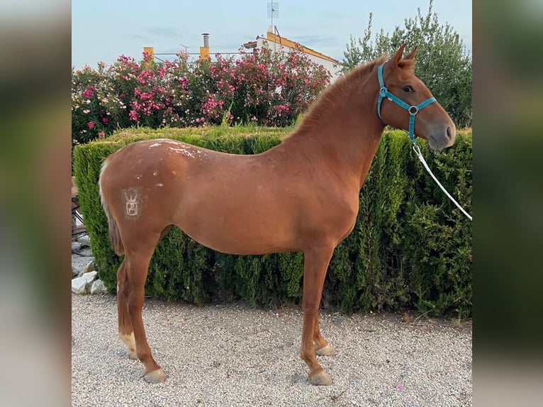 Appaloosa Yegua 2 años 153 cm Alazán in Molina De Segura