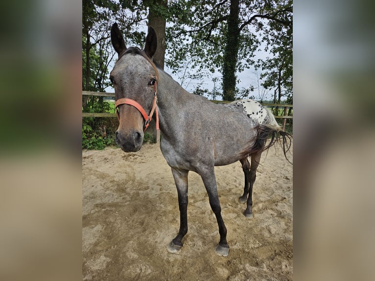 Appaloosa Yegua 2 años 155 cm Atigrado/Moteado in Denekamp