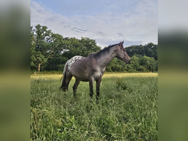 Appaloosa Yegua 2 años 155 cm Castaño oscuro in Nordhorn