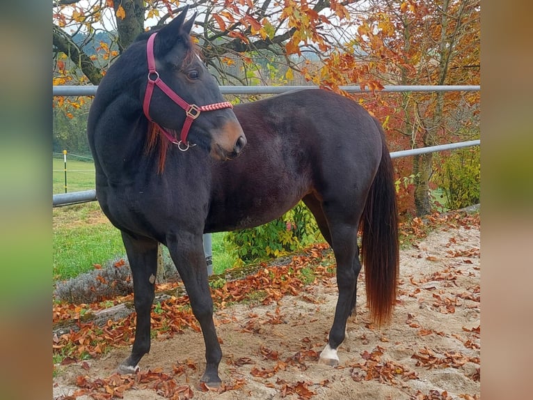 Appaloosa Yegua 2 años 155 cm Morcillo in Wei&#xDF;kirchen an der Traun