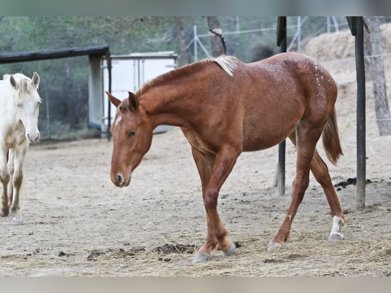 Appaloosa Mestizo Yegua 2 años 156 cm Atigrado/Moteado in Alcoi/Alcoy