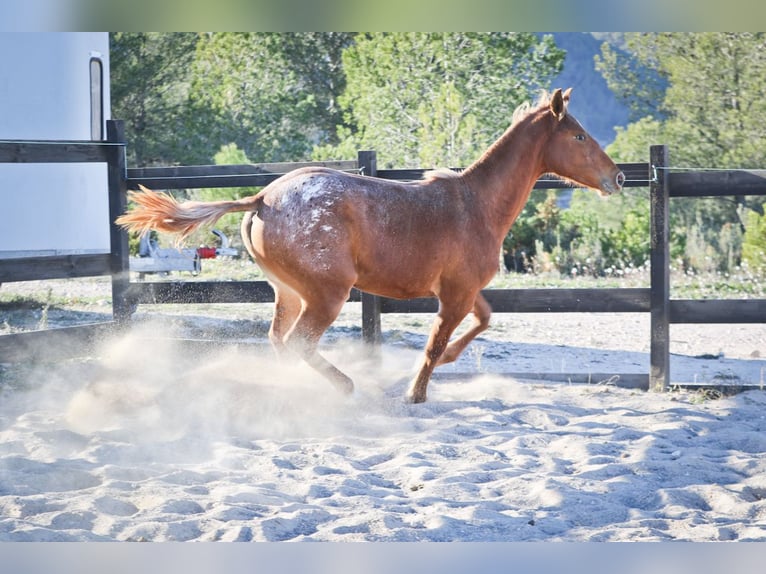 Appaloosa Mestizo Yegua 2 años 160 cm Alazán in Alcoi/Alcoy