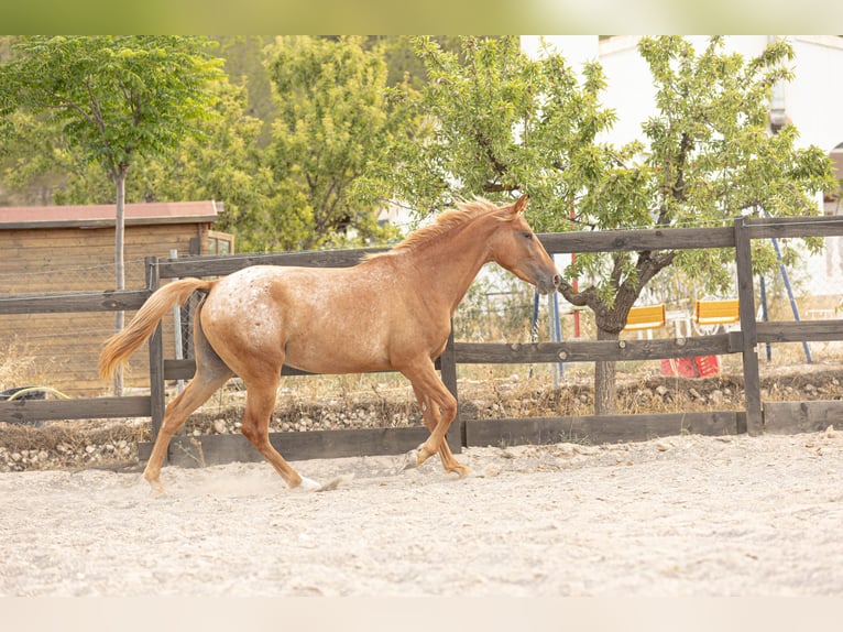 Appaloosa Mestizo Yegua 2 años 160 cm Atigrado/Moteado in Alcoi/Alcoy