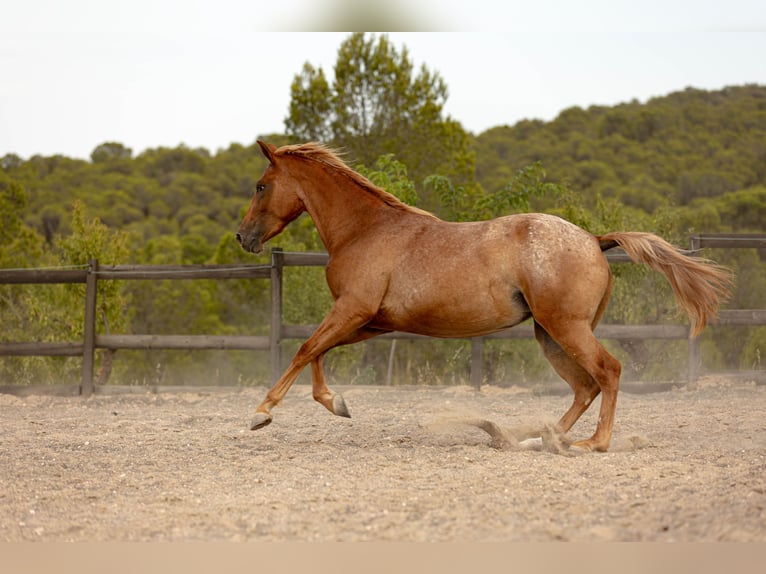 Appaloosa Mestizo Yegua 2 años 160 cm Atigrado/Moteado in Alcoi/Alcoy