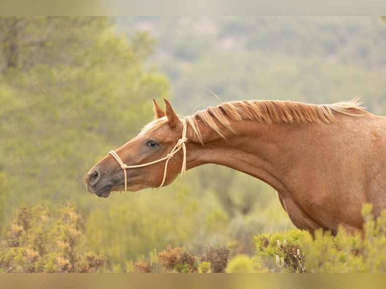 Appaloosa Mestizo Yegua 2 años 160 cm Atigrado/Moteado in Alcoi/Alcoy
