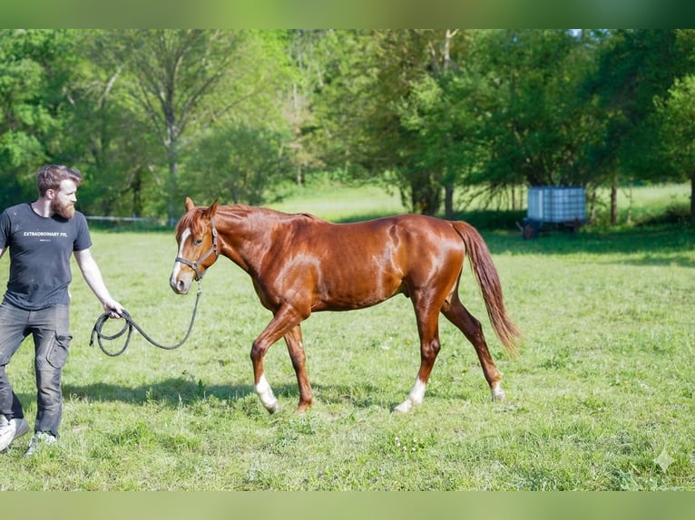 Appaloosa Yegua 2 años Alazán in Camarade