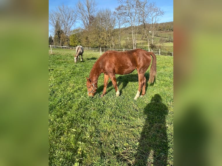 Appaloosa Yegua 2 años Alazán in Camarade
