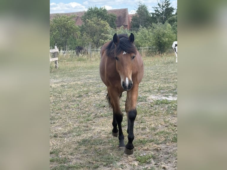 Appaloosa Mestizo Yegua 2 años Castaño in Stendal