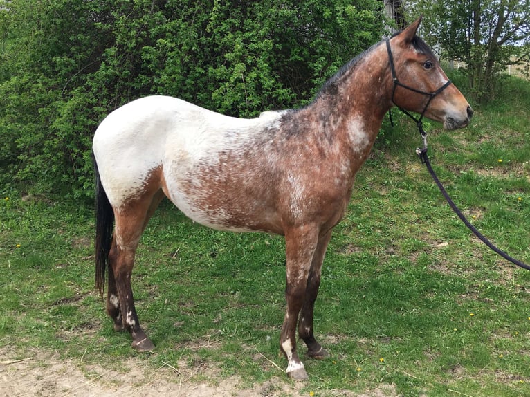 Appaloosa Yegua 2 años Castaño in Brno