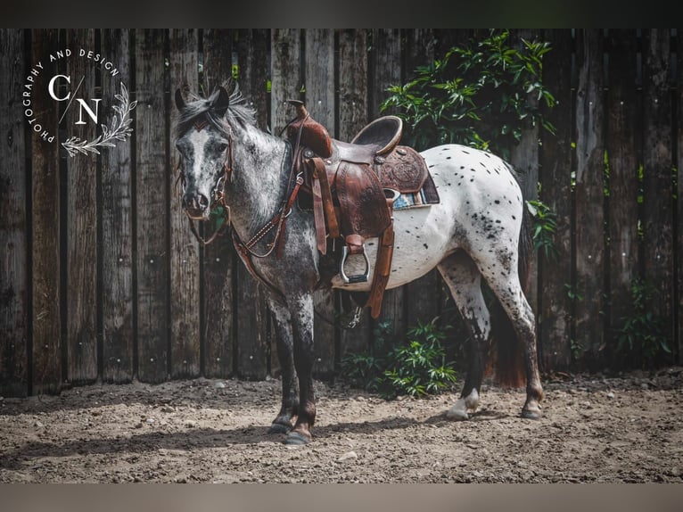 Appaloosa Yegua 3 años 124 cm Atigrado/Moteado in Landgraaf