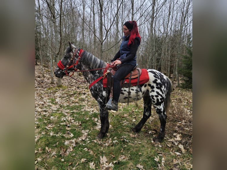 Appaloosa Yegua 3 años 136 cm Atigrado/Moteado in Linkenbach