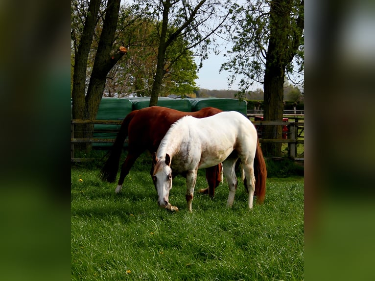 Appaloosa Yegua 3 años 151 cm Atigrado/Moteado in Brielle