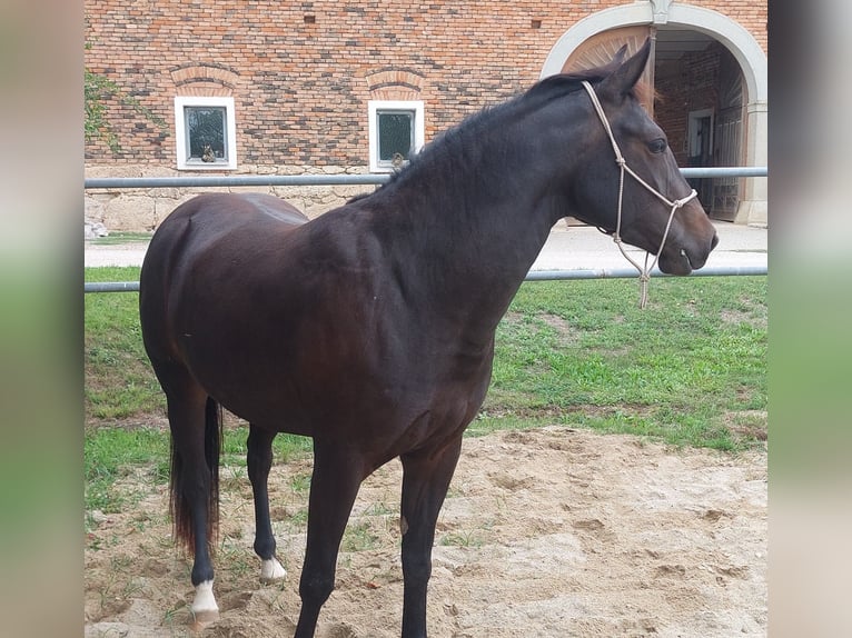 Appaloosa Yegua 3 años 153 cm Castaño oscuro in Weißkirchen