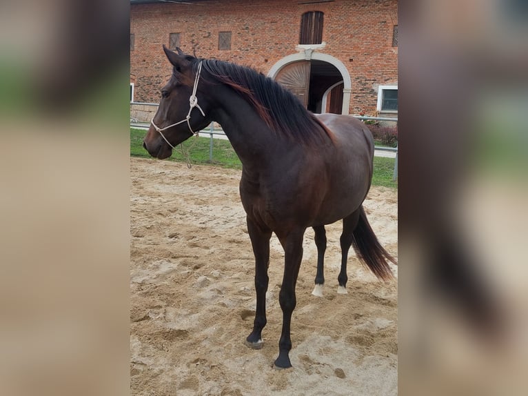 Appaloosa Yegua 3 años 153 cm Castaño oscuro in Weißkirchen