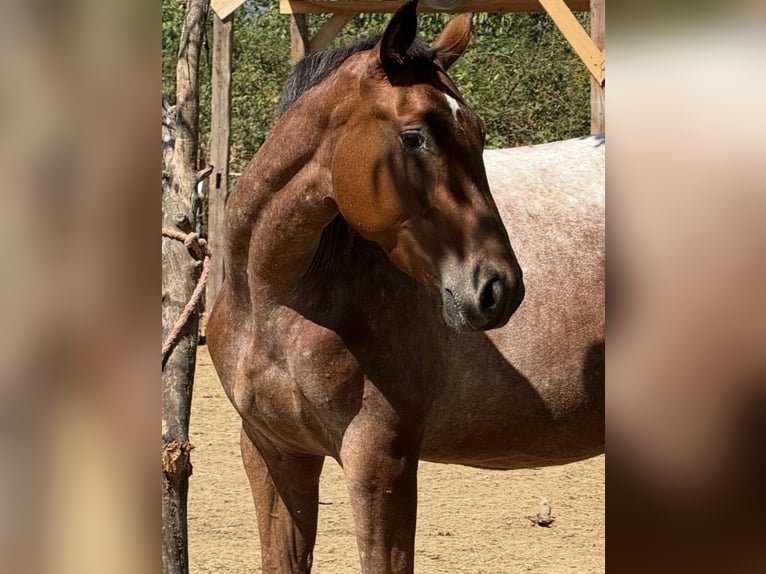 Appaloosa Mestizo Yegua 3 años 153 cm Castaño-ruano in Rechnitz