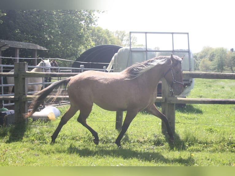 Appaloosa Yegua 3 años 155 cm Bayo in Gnarrenburg