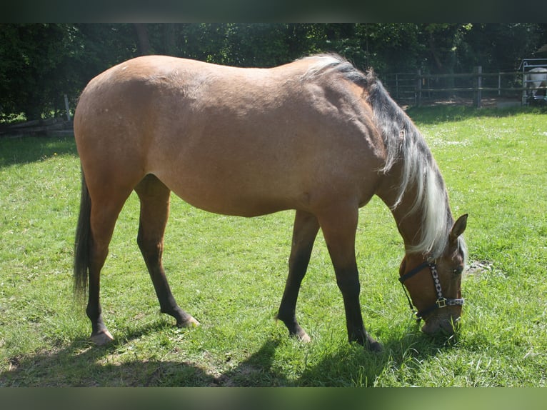 Appaloosa Yegua 3 años 155 cm Bayo in Gnarrenburg