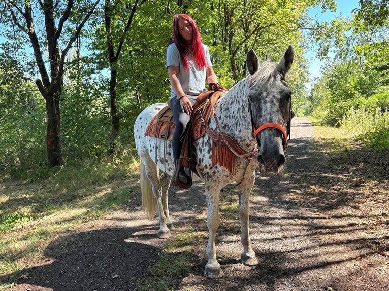 Appaloosa Mestizo Yegua 3 años 156 cm Atigrado/Moteado in Linkenbach