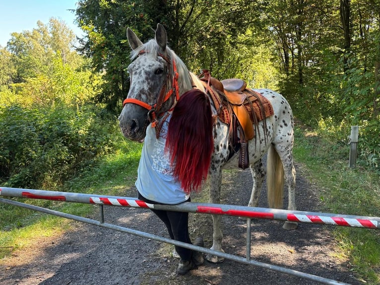 Appaloosa Mestizo Yegua 3 años 156 cm Atigrado/Moteado in Linkenbach