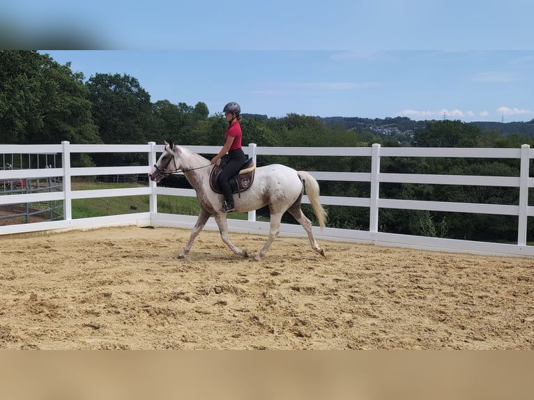 Appaloosa Yegua 3 años 158 cm Atigrado/Moteado in Morsbach