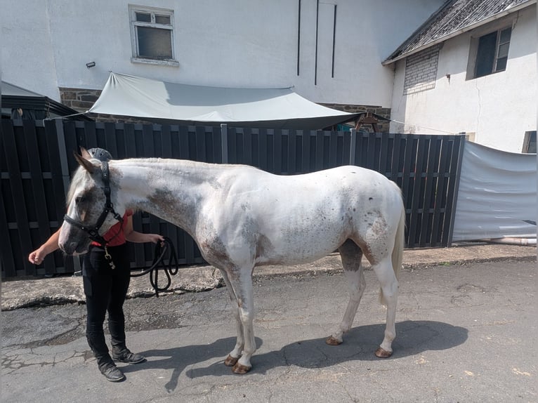 Appaloosa Yegua 3 años 158 cm Atigrado/Moteado in Morsbach