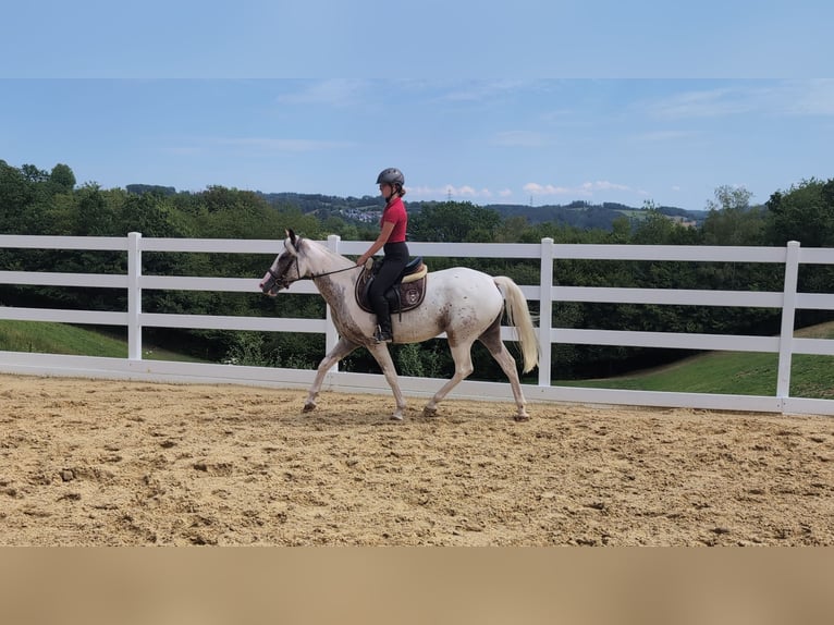 Appaloosa Yegua 3 años 158 cm Atigrado/Moteado in Morsbach