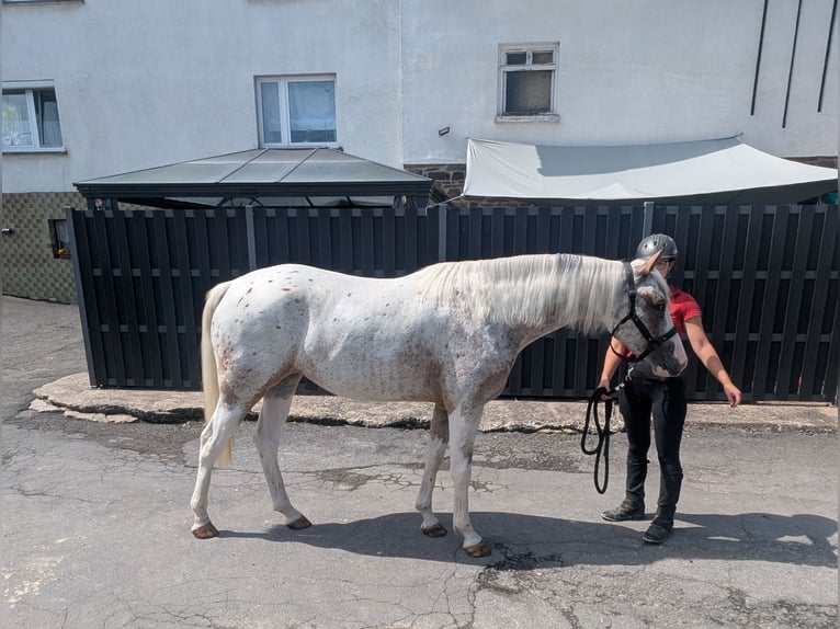 Appaloosa Yegua 3 años 158 cm Atigrado/Moteado in Morsbach