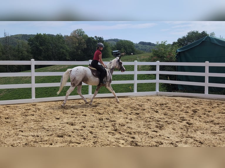 Appaloosa Yegua 3 años 158 cm Atigrado/Moteado in Morsbach