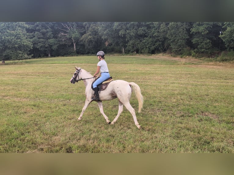 Appaloosa Yegua 3 años 158 cm Atigrado/Moteado in Morsbach