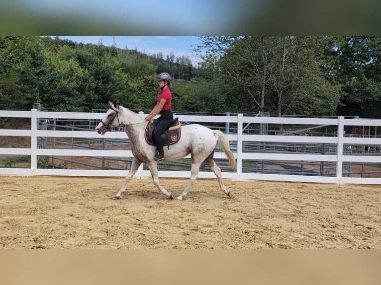 Appaloosa Yegua 3 años 158 cm Atigrado/Moteado in Morsbach