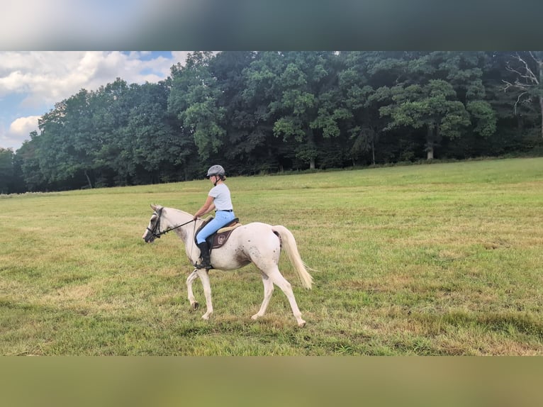 Appaloosa Yegua 3 años 158 cm Atigrado/Moteado in Morsbach