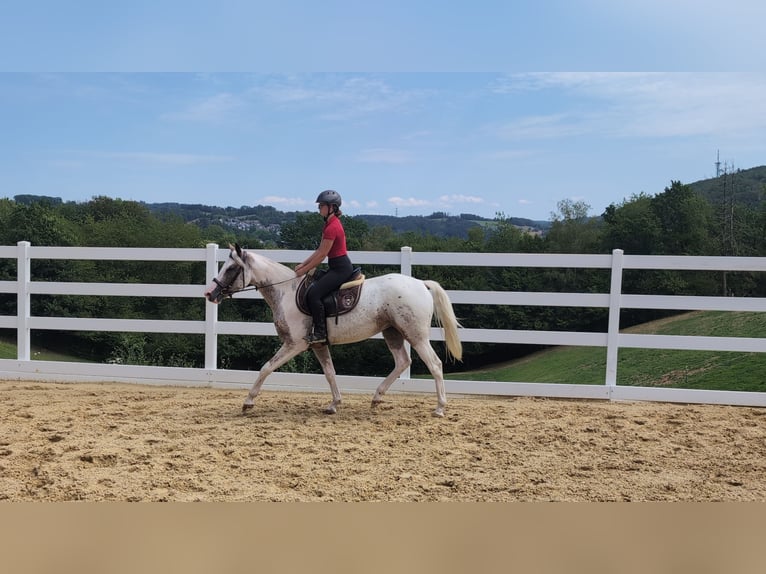Appaloosa Yegua 3 años 158 cm Atigrado/Moteado in Morsbach