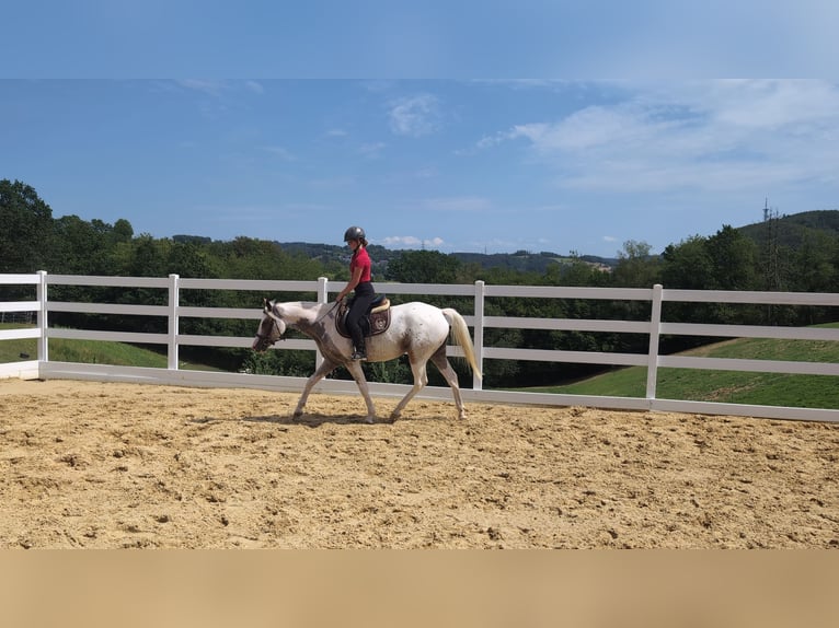 Appaloosa Yegua 3 años 158 cm Atigrado/Moteado in Morsbach