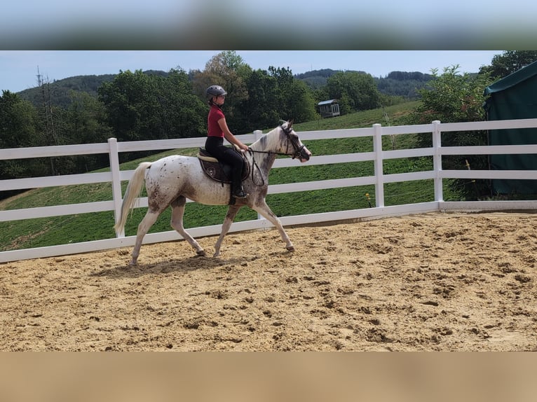 Appaloosa Yegua 3 años 158 cm Atigrado/Moteado in Morsbach